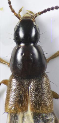 Heterothops praevius